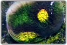 Yellow Eye Chalice Coral